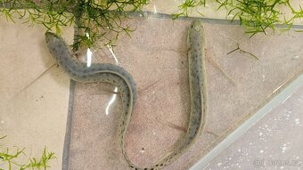Bahník západoafrický Protopterus annectens - 2