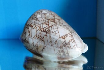 Cymbiola nobilis, forma Tamariscae - 2