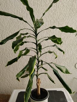 Dračinec - dracena - 2