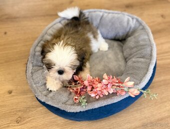 nejmilejší Shih-Tzu štěňátka - 2