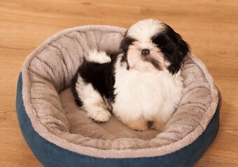 nejmilejší Shih-Tzu štěňátka - 2