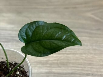 Monstera Siltepecana - 2