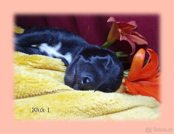 Whippet bez PP po obou rodičích s PP ( FCI). - 2