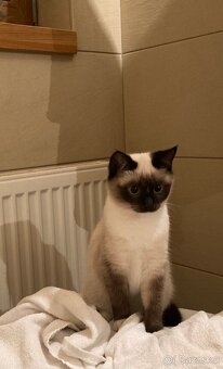 Britské kotě colorpoint - 2