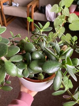 Tlustice vejčitá - 2