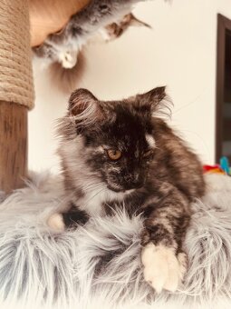 Mainská mývalí koťátka bez PP - 2