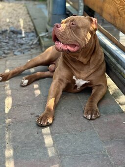 American Bully XL - 2