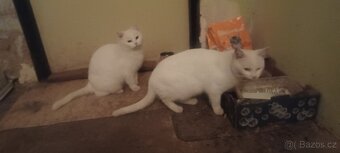 Daruji kočky - 2