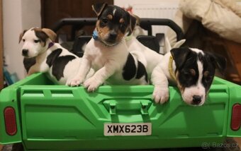 Jack Russell teriér - 2