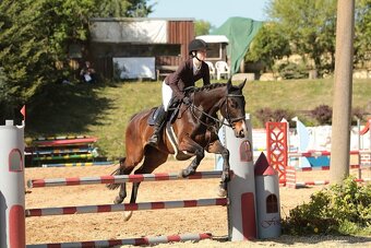 8mi letý valach na prodej - 2