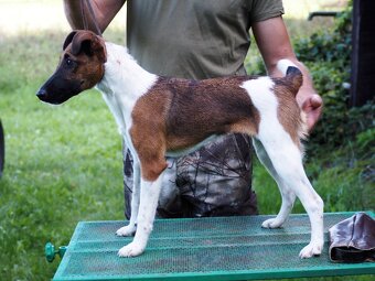 Foxteriér hladkosrstý fenečka - 2