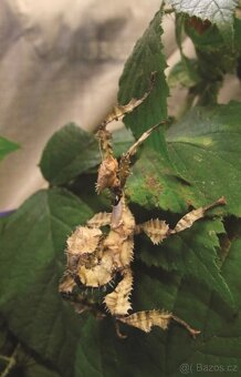 Daruji strašilky do dobrých rukou - 2