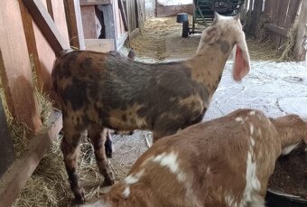 Anglonubijský kozlík - 2