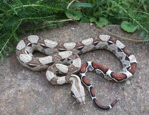 Boa imperator - Normal pos het Sterling Sharp Albino - 2