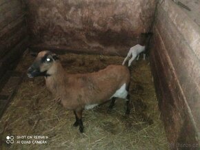 Kamerunská ovečka s jehňátkem - 2