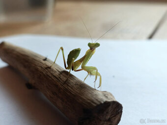 Prodám Kudlanky Sphodromantis viridis - 2