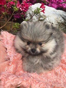 Pomeranian s p.p - 2
