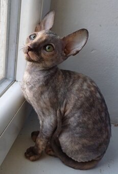 Cornish Rex - 2