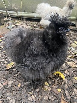 Hedvábnička USA - 2