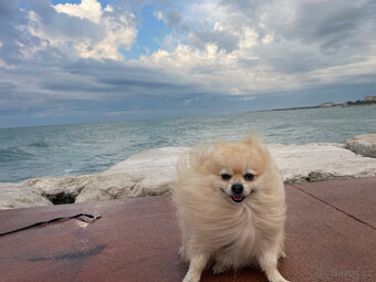 Hledáme nevěstu pro našeho krásného pomeraniana 🤍 - 2