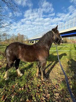 Irsky cob - I Výměna - 2