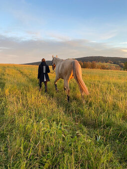 Klisna Rosa Kinská – krásná palomino - 2