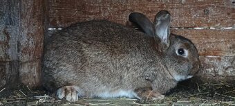 Nabízím králíky - 2