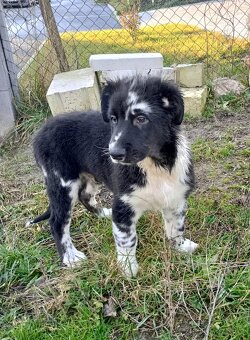 Australský ovčák bez PP - 2