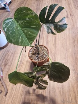 Monstera Albo - 2