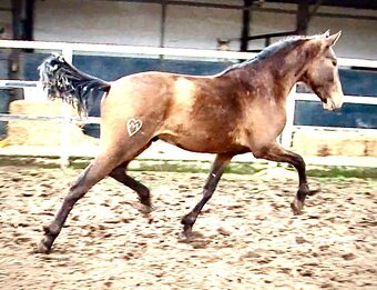 LUSITANO hřebec s PP - 2