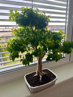 Bonsai Duranta erecta, výška 56 cm, stáří cca 27 let. - 2
