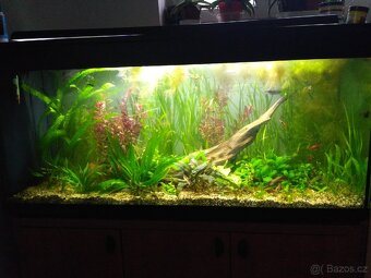 akvarijní rostliny - 2