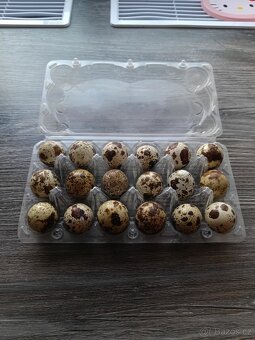 Prodám domácí křepelčí vajíčka - 2