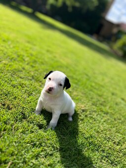Jack russell terier - 2