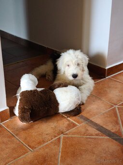 Bobtail - 2
