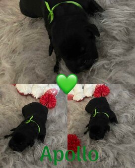 Cane corso - 2