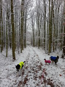 Nepromokavá bunda pro psy - 2