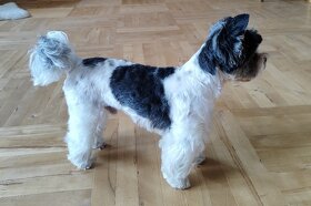 jorkšír Biewer - 2