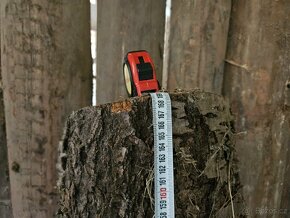 Kmen třešně - krásně rostlý - 2