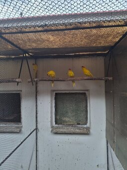 Prodám kakari rudočelé - 2