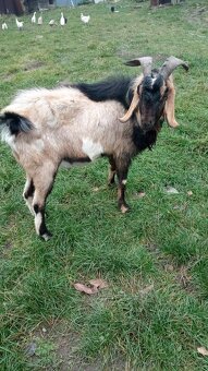 Kozlík podílový AN - 2