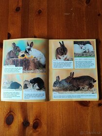 Zakrslí králici - 2