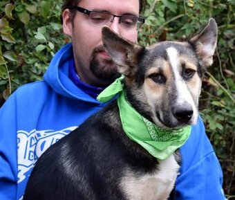 DOMINO K ADOPCI - 1 ROK, UČENLIVÝ,HODNÝ,ZVĚDAVÝv - 2