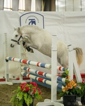 Welsh mountain Pony - 2