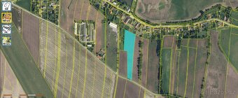 Prodej pozemků v kú Starý ples, Veselice nad Metují - 7,4 ha - 2