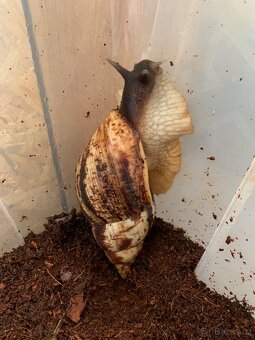 Lisachatina reticulata - 2