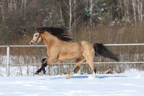 Připouštění Welsh pony - 2