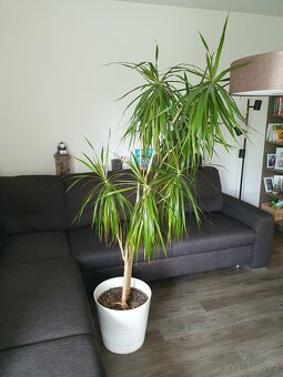 Dracena - 2