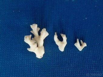 Prodám 3 kousky mořského korálu. Rozměry 4,5 3 a 2 cm - 2