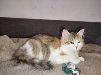 Kočička sibiřská - s PP - 2